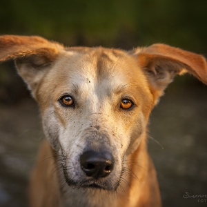 Hundefotografie Susannehelling Mischling