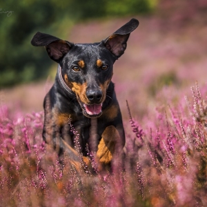 Hundefotografie Susannehelling Deutscher Pinscher