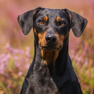 Hundefotografie Susannehelling Deutscher Pinscher