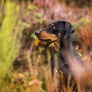 Hundefotografie Susannehelling Deutscher Pinscher