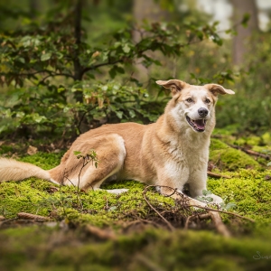 Hundefotografie Susannehelling Mischling