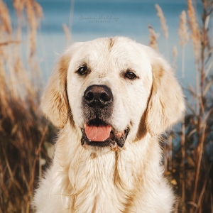 Hundefotografie Susannehelling Golden Retriever