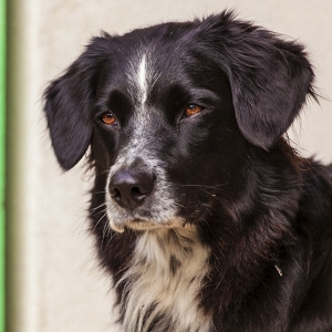 Hundefotografie Susannehelling Mischling