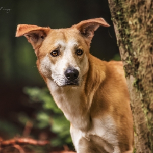 Hundefotografie Susannehelling Mischling