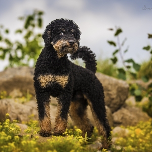 Hundefotografie Susannehelling Pudel