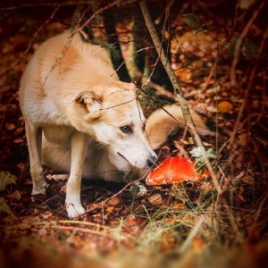 Hundefotografie Susannehelling Mischling