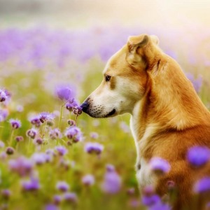 Hundefotografie Susannehelling Mischling