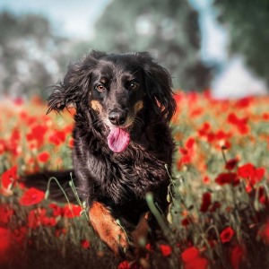Hundefotografie Susannehelling Mischling