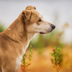Hundefotografie Susannehelling Mischling