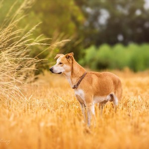 Hundefotografie Susannehelling Mischling
