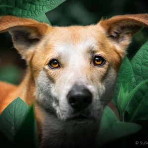 Hundefotografie Susannehelling Mischling