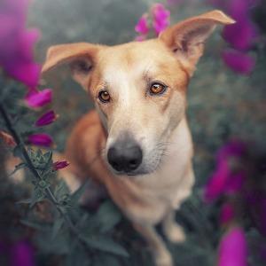 Hundefotografie Susannehelling Mischling