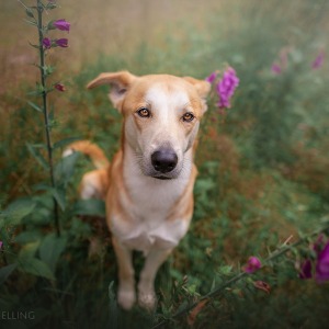 Hundefotografie Susannehelling Mischling