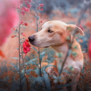 Hundefotografie Susannehelling Mischling