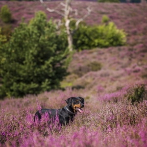 Hundefotografie Susannehelling Deutscher Pinscher