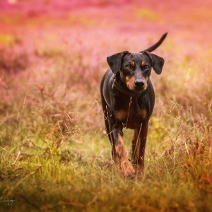 Hundefotografie Susannehelling Deutscher Pinscher