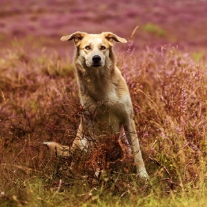 Hundefotografie Susannehelling Mischling