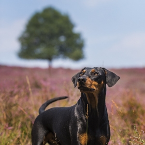 Hundefotografie Susannehelling Deutscher Pinscher