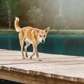 Hundefotografie Susannehelling Mischling
