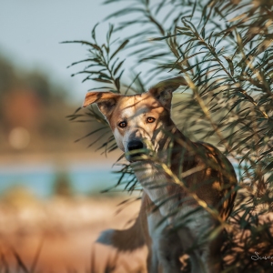 Hundefotografie Susannehelling