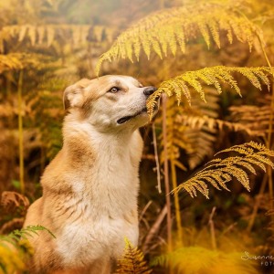 Hundefotografie Susannehelling Mischling