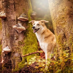 Hundefotografie Susannehelling Mischling