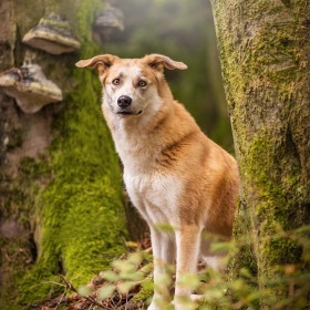 Hundefotografie Susannehelling Mischling