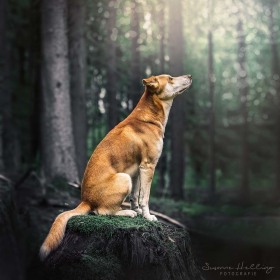 Hundefotografie Susannehelling Mischling