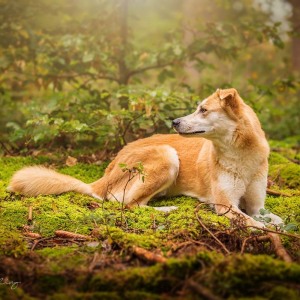 Hundefotografie Susannehelling Mischling