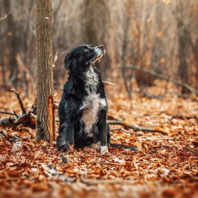 Hundefotografie Susannehelling Mischling