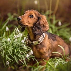 Hundefotografie Susannehelling Dackelwelpe