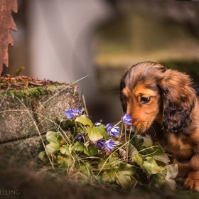 Hundefotografie Susannehelling Dackelwelpe