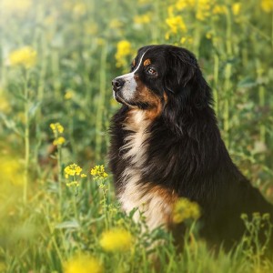 Hundefotografie Susannehelling Berner Sennenhund