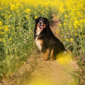 Hundefotografie Susannehelling Berner Sennenhund