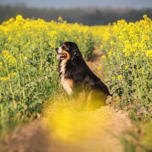 Hundefotografie Susannehelling Berner Sennenhund