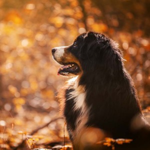 Hundefotografie Susannehelling Berner Sennenhund