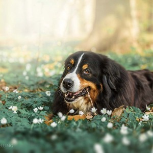 Hundefotografie Susannehelling Berner Sennenhund