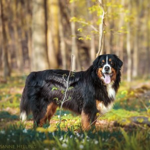 Hundefotografie Susannehelling Berner Sennenhund