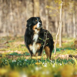 Hundefotografie Susannehelling Berner Sennenhund