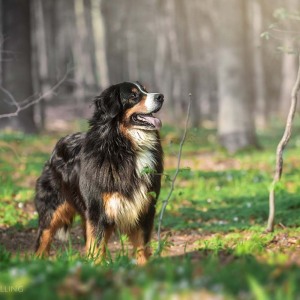 Hundefotografie Susannehelling Berner Sennenhund