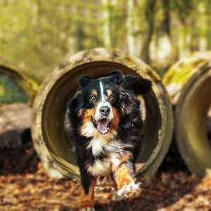 Hundefotografie Susannehelling Berner Sennenhund