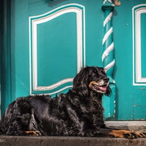 Hundefotografie Susannehelling Border Collie Cocker