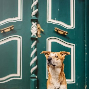 Hundefotografie Susannehelling Mischling