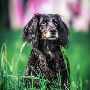 Hundefotografie Susannehelling Boder Collie Cocker