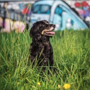 Hundefotografie Susannehelling Border Collie Cocker