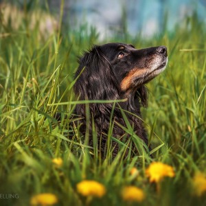 Hundefotografie Susannehelling Border Collie Cocker