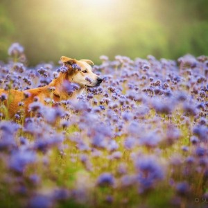Hundefotografie Susannehelling Mischling