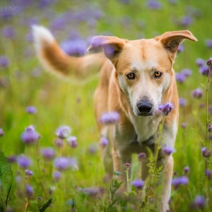 Hundefotografie Susannehelling Mischling