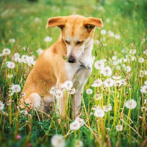 Hundefotografie Susannehelling Mischling