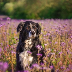 Hundefotografie Susannehelling Mischling